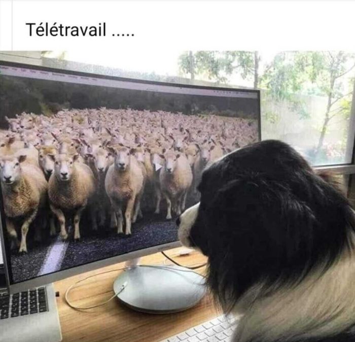 troupeau